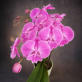 Phalaenopsis Miki Strawberry Freckle '118' - big lip