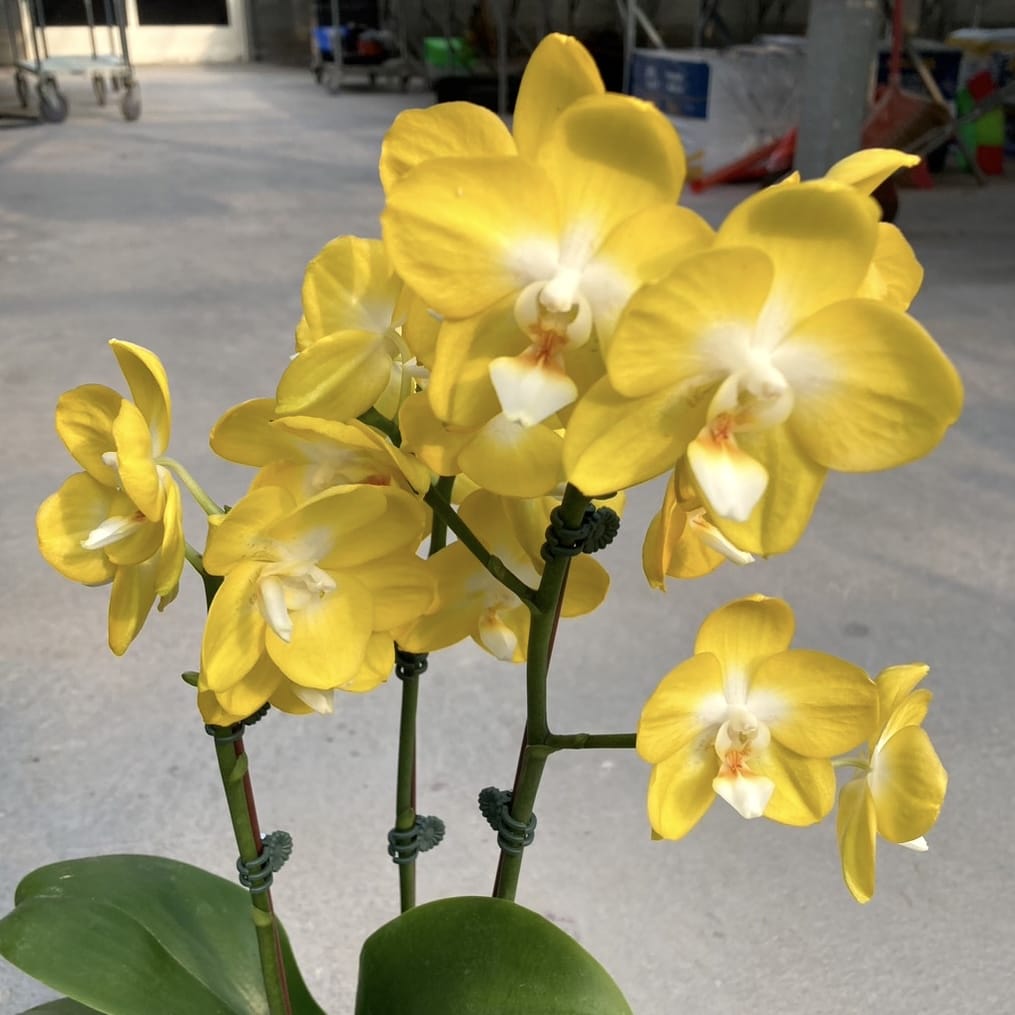 Phalaenopsis Miki Sun Shine '522'