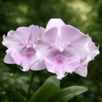 Phalaenopsis Miki Super Robin 'Pink' (Peloric Big Lip)