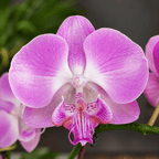 Phalaenopsis Miki Super Robin 'Romance' (Big Lip)