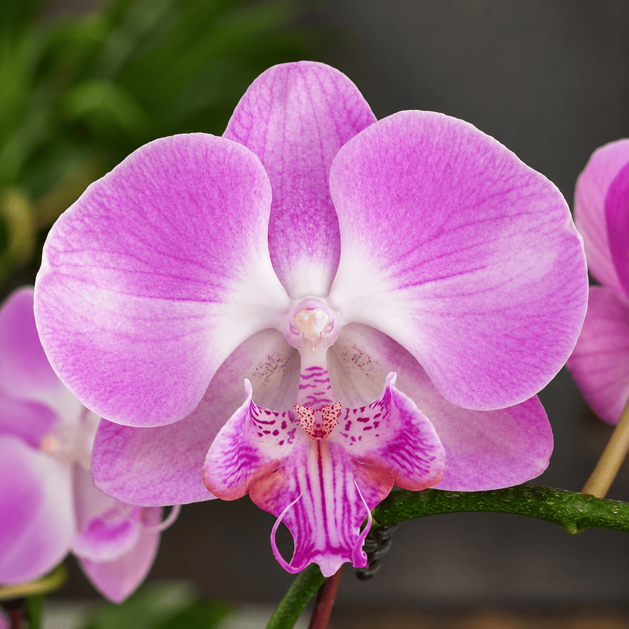 Phalaenopsis Miki Super Robin 'Romance' (Big Lip)