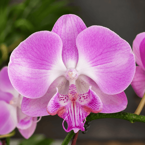 Phalaenopsis Miki Super Robin 'Romance' (Big Lip)