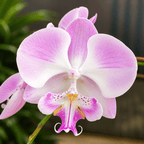 Phalaenopsis Miki Super Robin 'Romance' (Big Lip)
