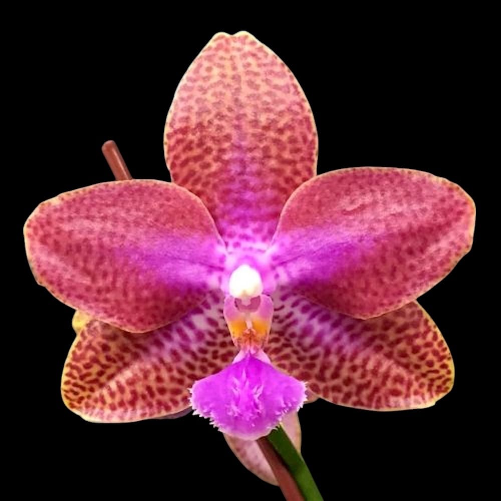 Phalaenopsis Miki Venus Angdi 'Seattle'