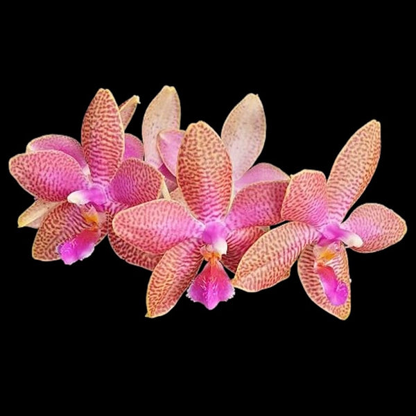 Phalaenopsis Miki Venus Angdi 'Seattle'