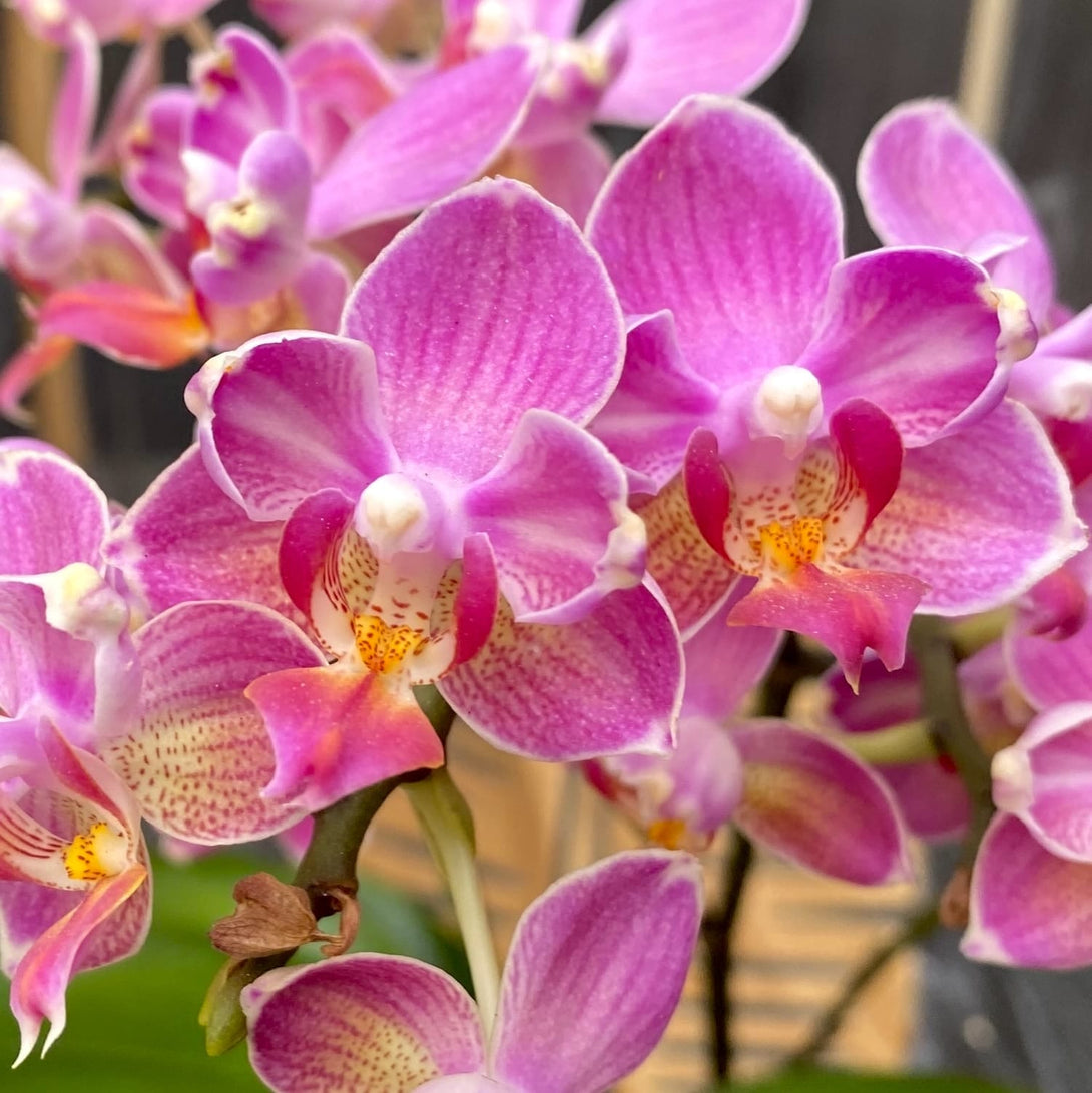 Phalaenopsis Miki Wagashi (peloric)