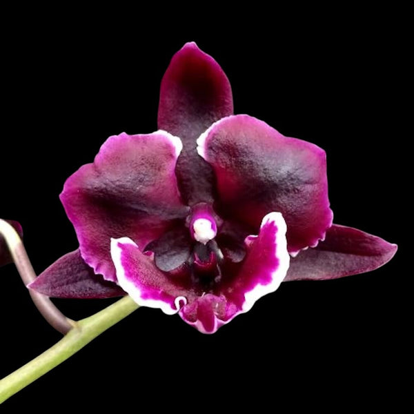 Phalaenopsis Miki Witch '467' (peloric big lip)