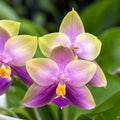 Phalaenopsis Miki Witchcraft Blue 'Sagittarius'