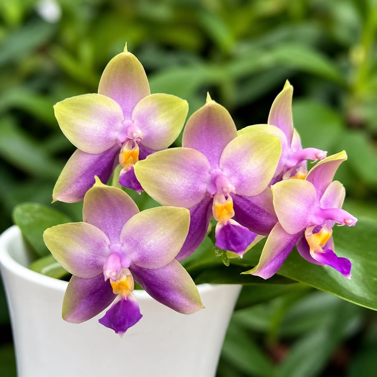 Phalaenopsis Miki Witchcraft Blue 'Sagittarius'
