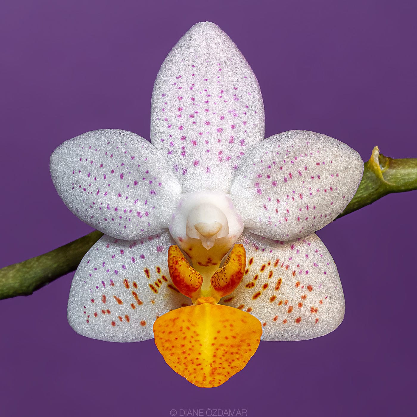 Phalaenopsis Mini Mark