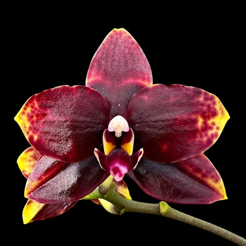 Phalaenopsis Miro Sun Beauty '3521'