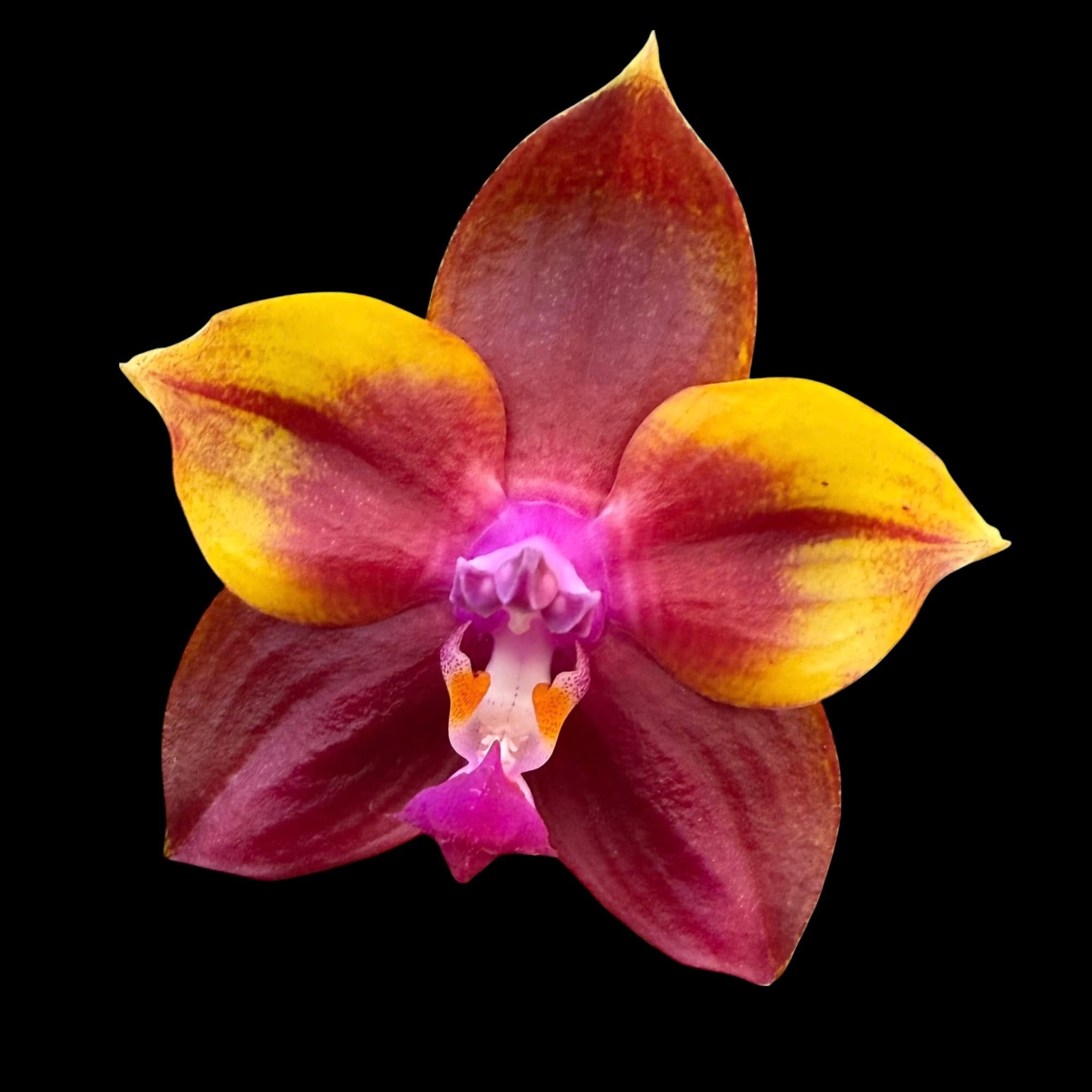 Phalaenopsis Mituo Obsidian 'Three Headed Dog'