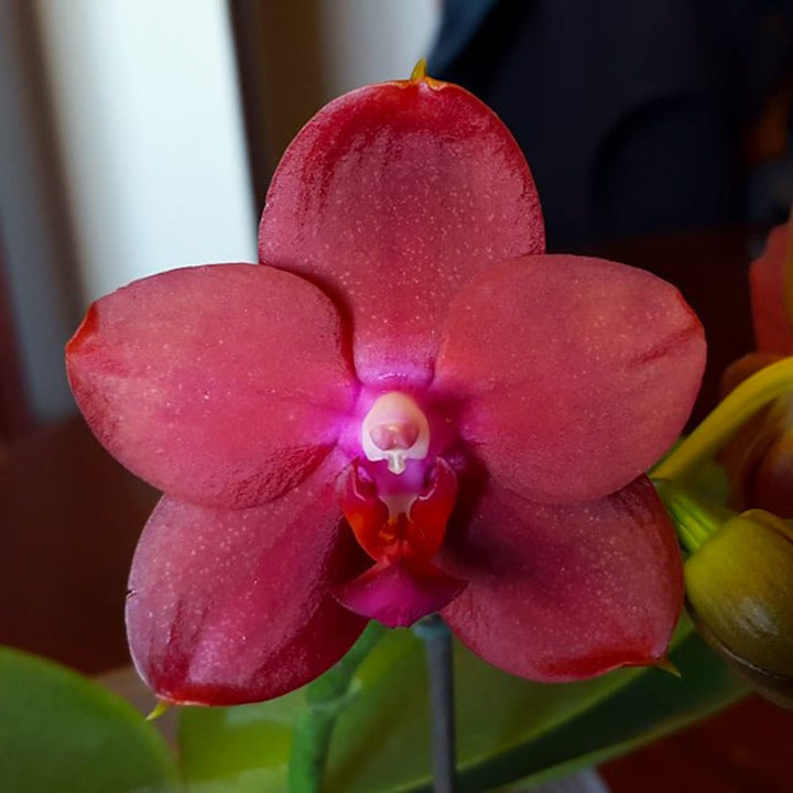 Phalaenopsis Mituo Sun Queen #3 AM/AOS (Phal. Allura 'Sanguinello')