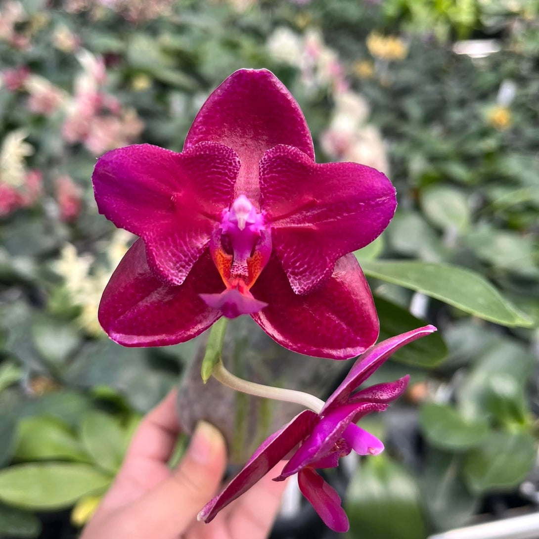 Phalaenopsis Mituo King 'ES' (peloric)