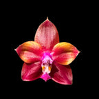 Phalaenopsis Mituo Obsidian 'Three Headed Dog'