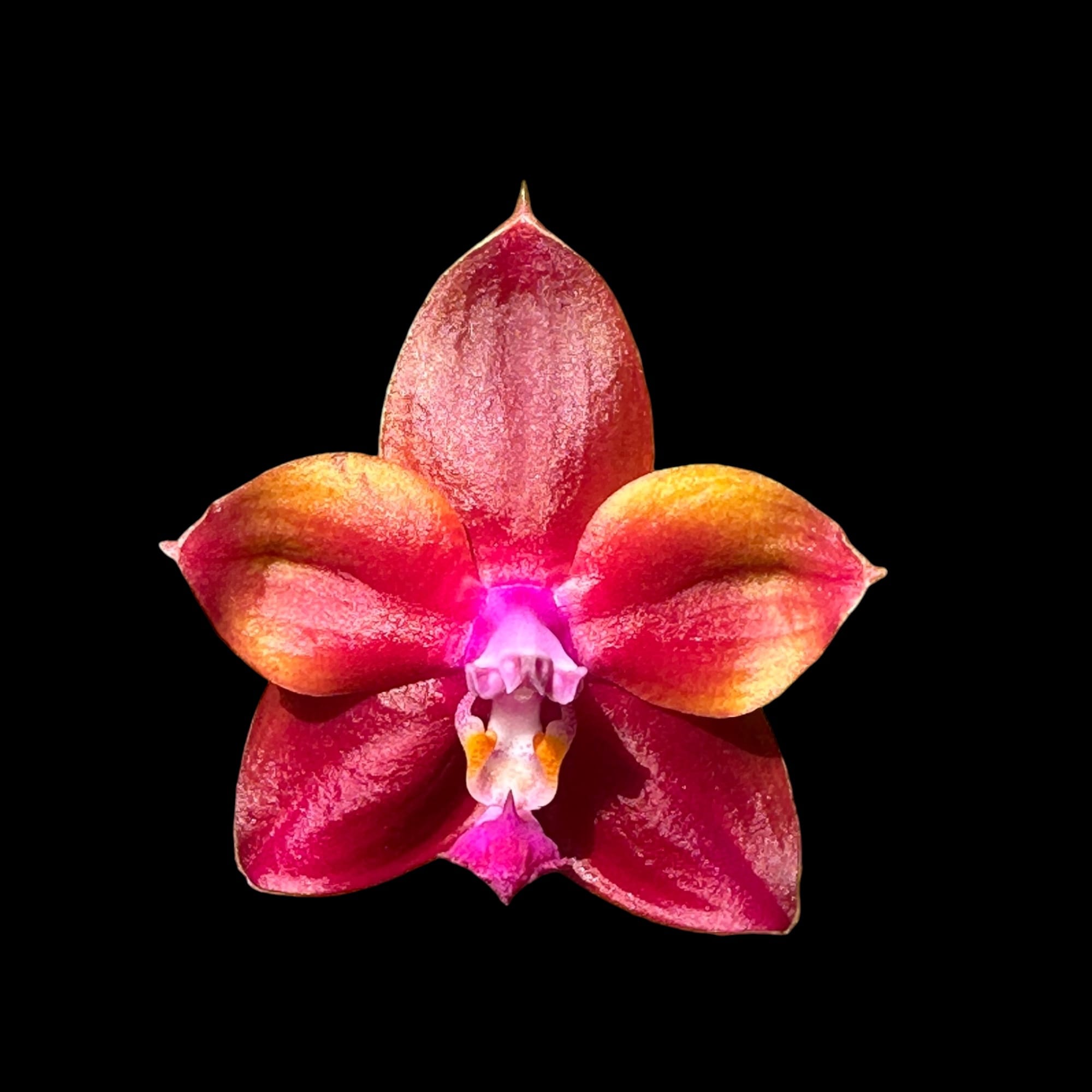 Phalaenopsis Mituo Obsidian 'Three Headed Dog'