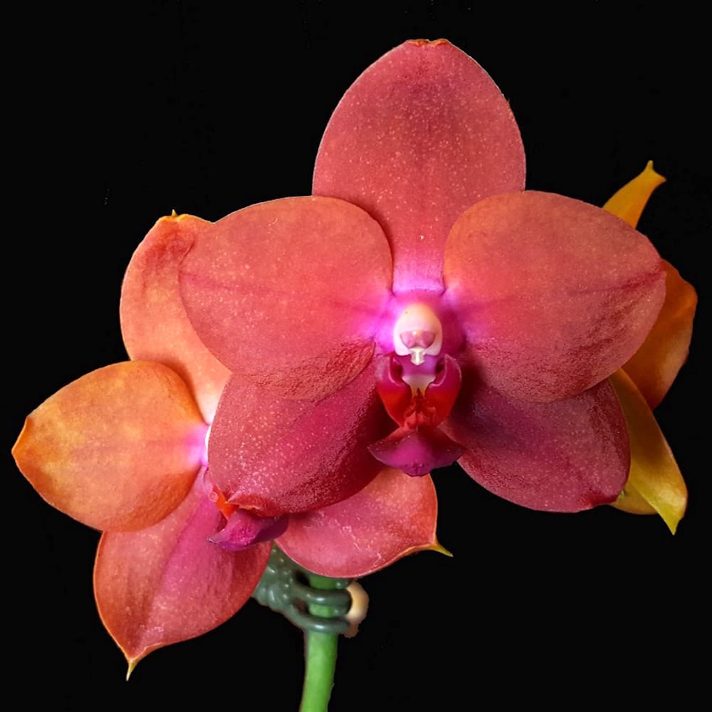 Phalaenopsis Mituo Sun Queen #3 AM/AOS (Phal. Allura 'Sanguinello')