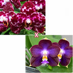 Phalaenopsis Mituo Sunrise 'Snow Red' × Mituo Blue Cat