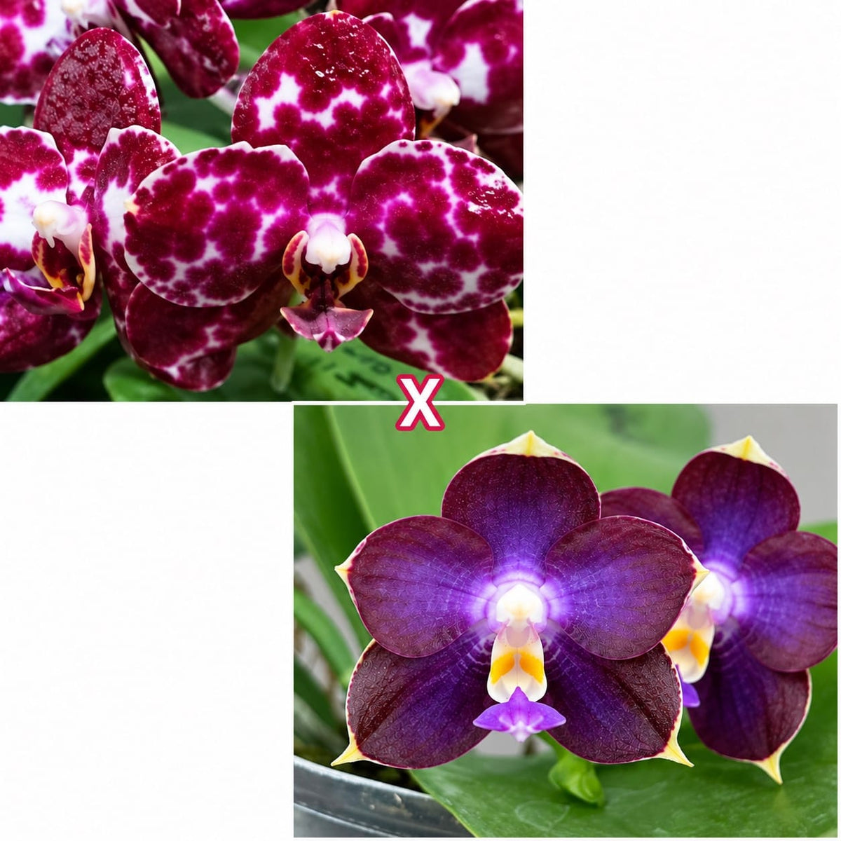 Phalaenopsis Mituo Sunrise 'Snow Red' × Mituo Blue Cat
