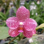 Phalaenopsis Mok Choi Yew '693'
