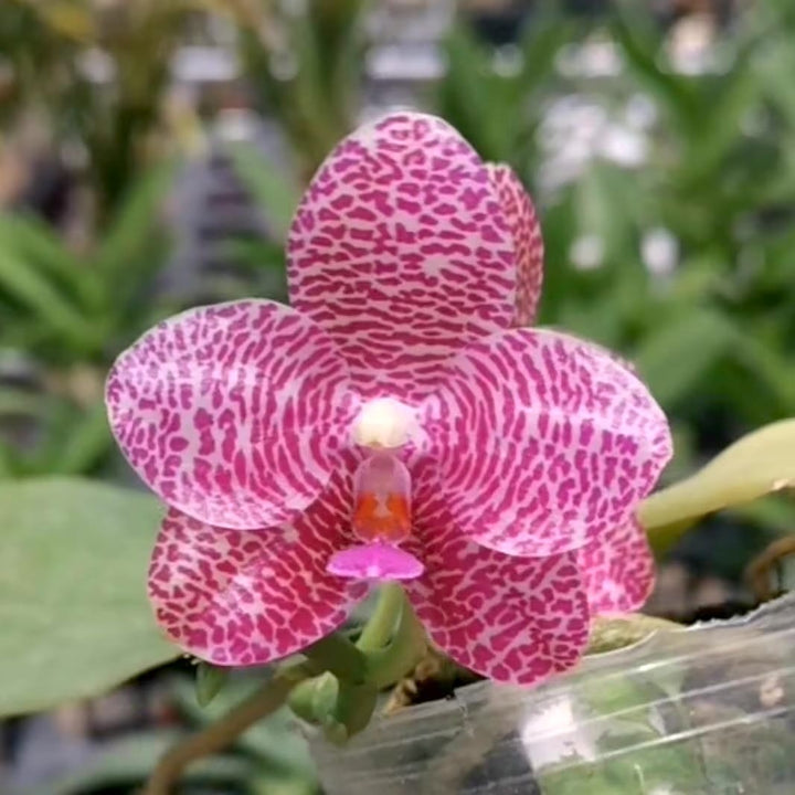 Phalaenopsis Mok Choi Yew '693'