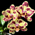 Phalaenopsis OX Sponge Bob (peloric - butterfly)