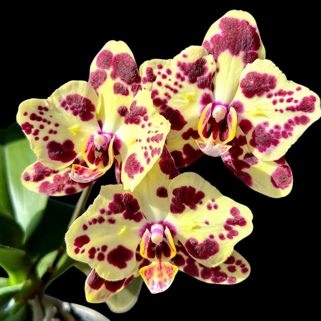 Phalaenopsis OX Sponge Bob (peloric - butterfly)
