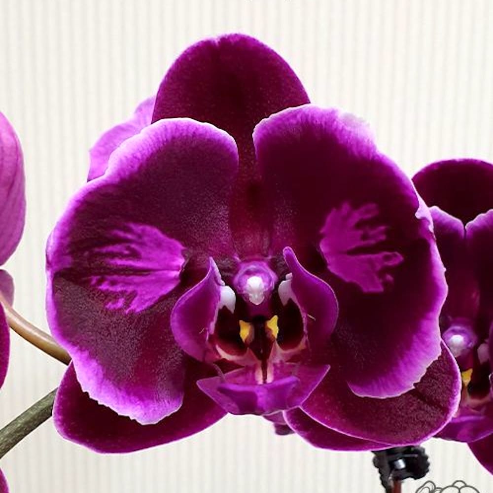 Phalaenopsis OX Black Face (peloric)