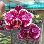 Phalaenopsis OX Burgundy (peloric)