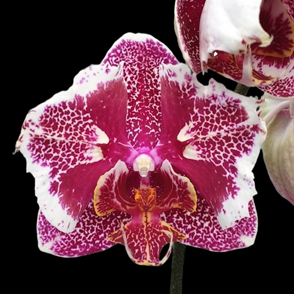 Phalaenopsis OX Burgundy (peloric)