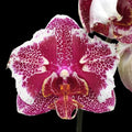 Phalaenopsis OX Burgundy (peloric)