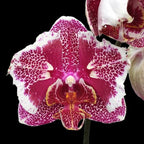 Phalaenopsis OX Burgundy (peloric)