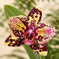 Phalaenopsis OX Diamond (peloric)