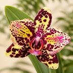 Phalaenopsis OX Diamond (peloric)