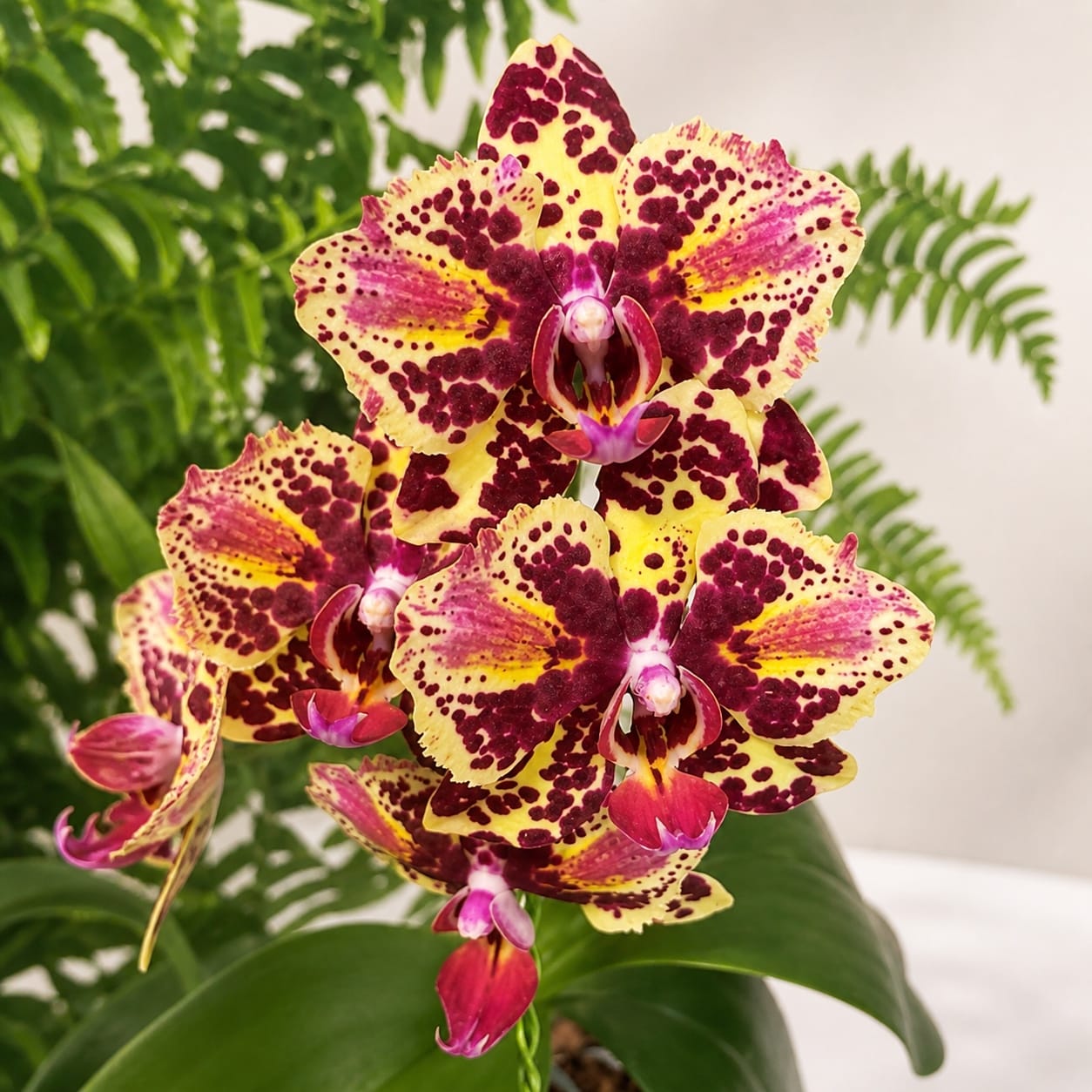 Phalaenopsis OX Diamond (peloric)