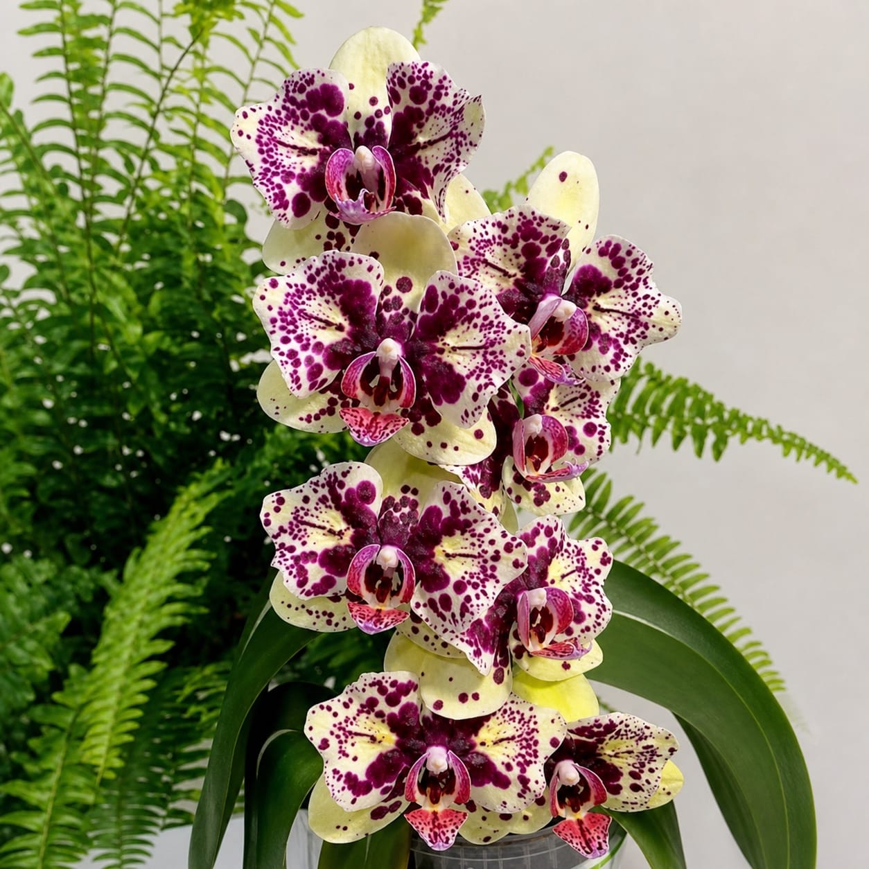 Phalaenopsis OX Diamond (peloric)