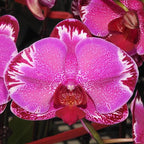 Phalaenopsis OX Firebird