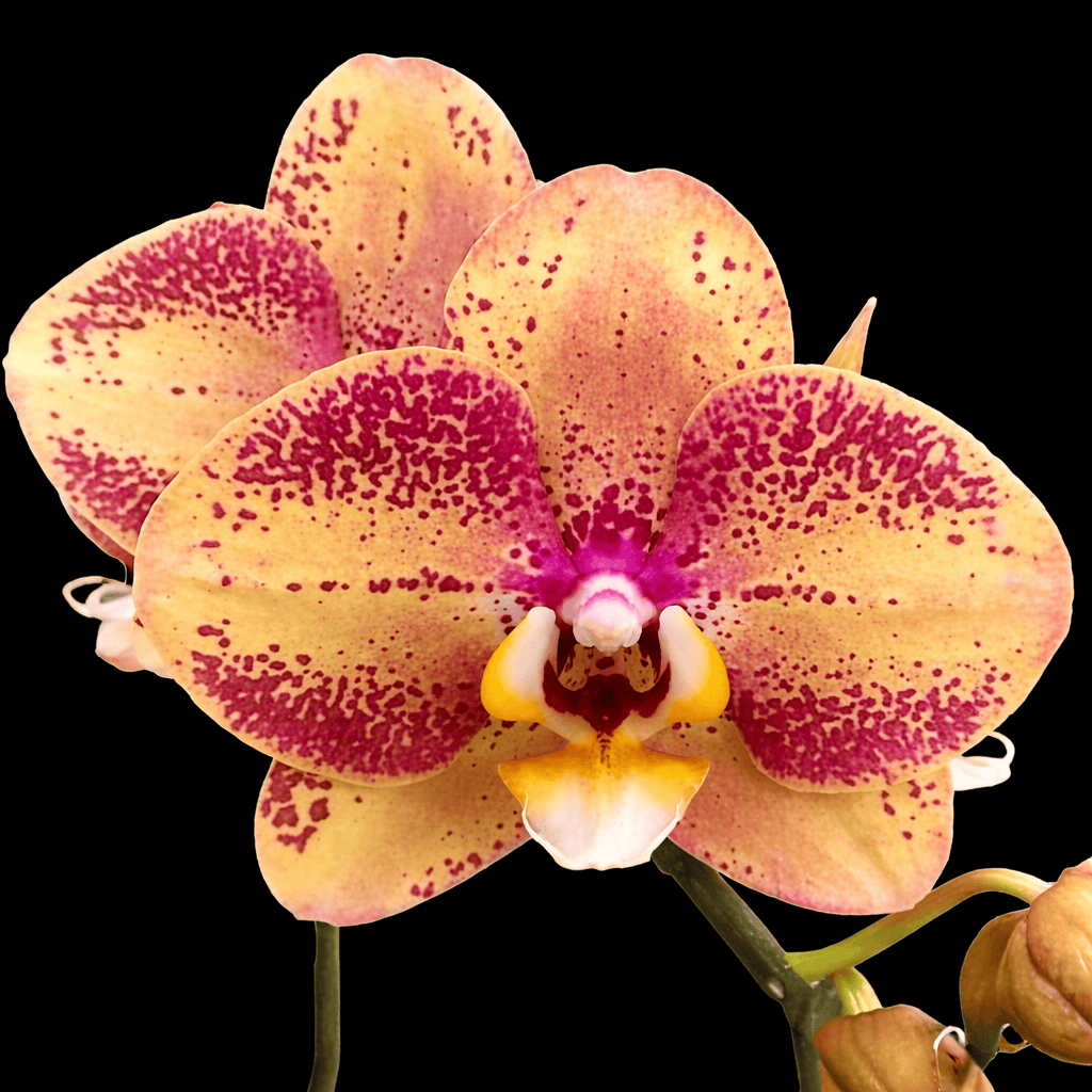 Phalaenopsis OX Luna Rosa '3066'