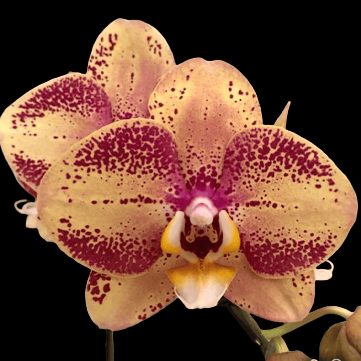 Phalaenopsis OX Luna Rosa '3066'