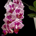 Phalaenopsis OX Madonna (pelorinen)