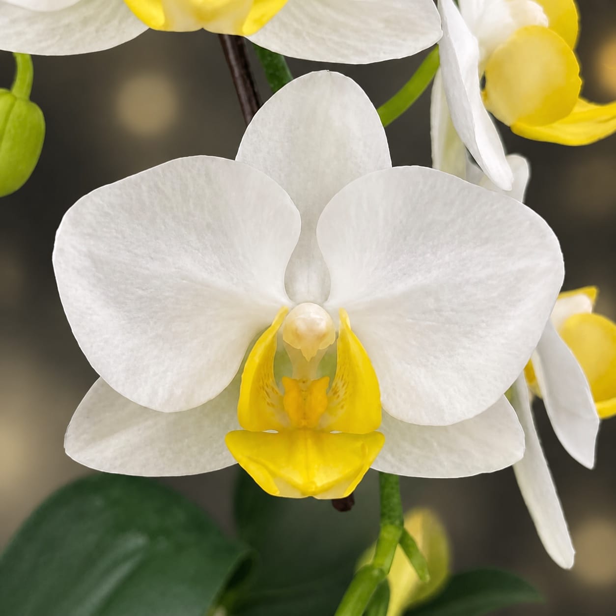 Phalaenopsis OX Royal Yellow