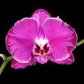 Phalaenopsis OX Spot Queen '3177'