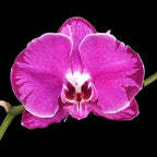 Phalaenopsis OX Spot Queen '3177'