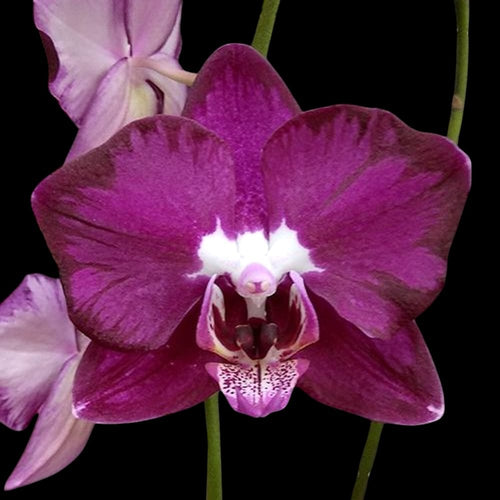 Phalaenopsis OX Spot Queen '407'