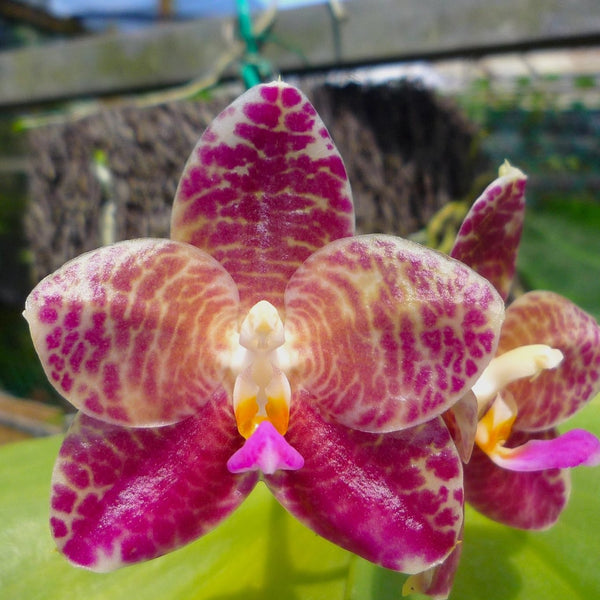 Phalaenopsis Ohl Flame