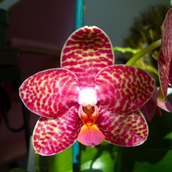 Phalaenopsis Perfection Is 'Chen'