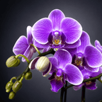 Phalaenopsis Younghome Purple Baby '07122'