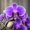 Phalaenopsis Younghome Purple Baby '07122'