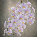 Phalaenopsis Philishill (Phal. philippinensis × schilleriana)