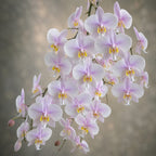 Phalaenopsis Philishill (Phal. philippinensis × schilleriana)